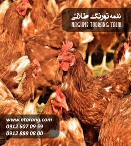 مرغ بومی تخمگذار اصلاح شده